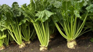 Sugar beet is a root crop and is grown in more temperate parts of the world. This plant stores sugar not in its stalk, but in its root. It is grown throughout Europe, the United States, Canada, China and many more countries. To find out more, please visit www.absugar.com/what-we-do