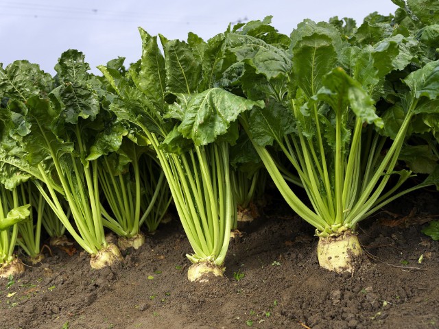 Sugar beet is a root crop and is grown in more temperate parts of the world. This plant stores sugar not in its stalk, but in its root. It is grown throughout Europe, the United States, Canada, China and many more countries.  To find out more, please visit www.absugar.com/what-we-do