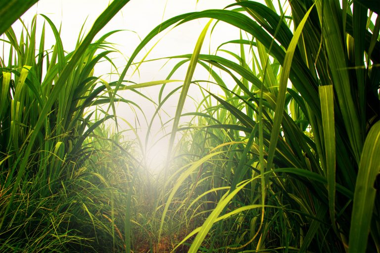Sugar cane is grown in tropical and sub-tropical parts of the world, including South Africa, Brazil, India, Mauritius and the West Indies. It is an enormous grass, growing as high as five metres and the sugar is stored in its long stalk as a source of reserve food for the plant.